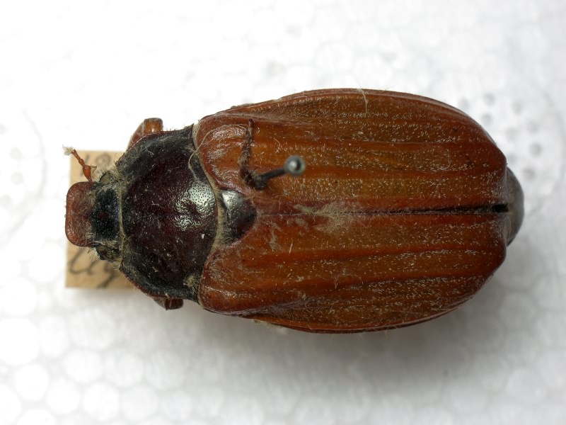 Hoplosternus insignis Semenov, 1890